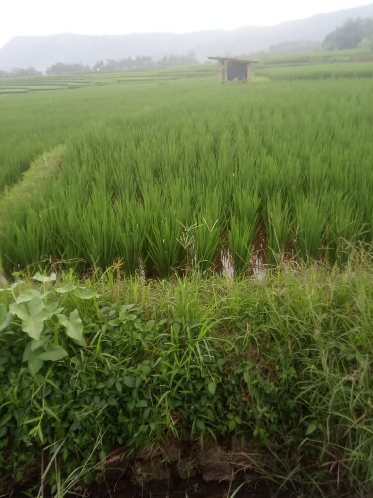 sawah...png