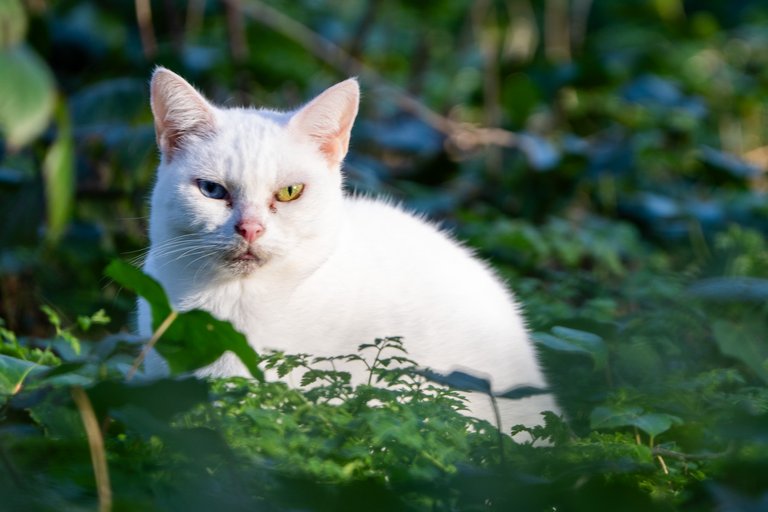 A white cat with one blue eye and one green eye sits in the undergrowth