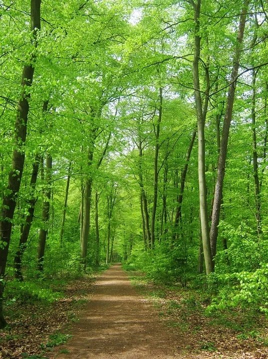 Forest path: Solace