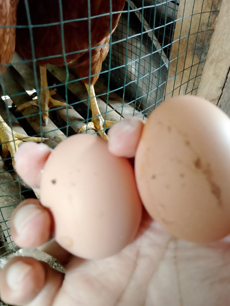 Learning from Mistakes: My Journey to Building a Better Chicken Farm!