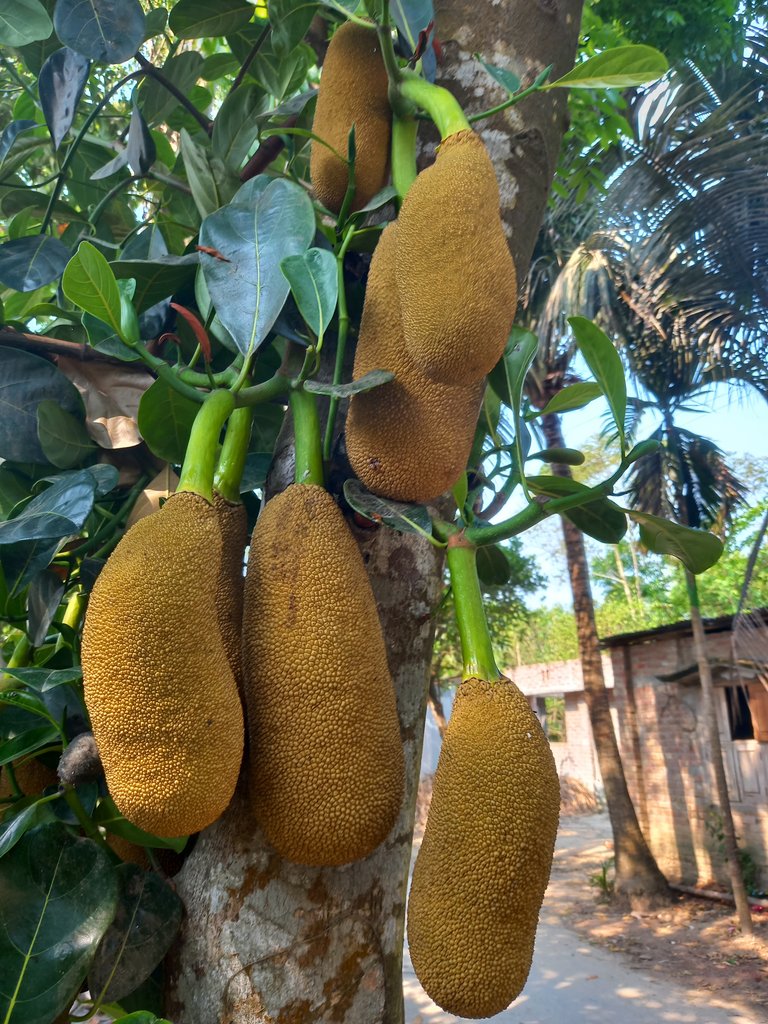 Jackfruit