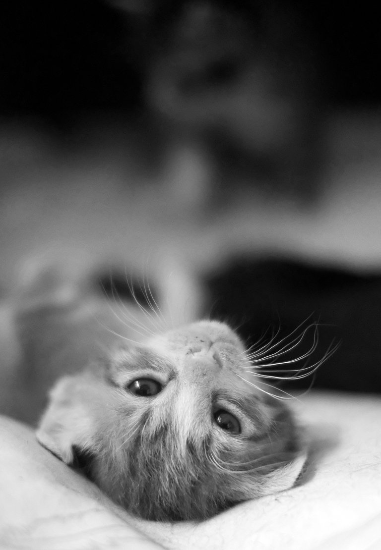 Am I cute?