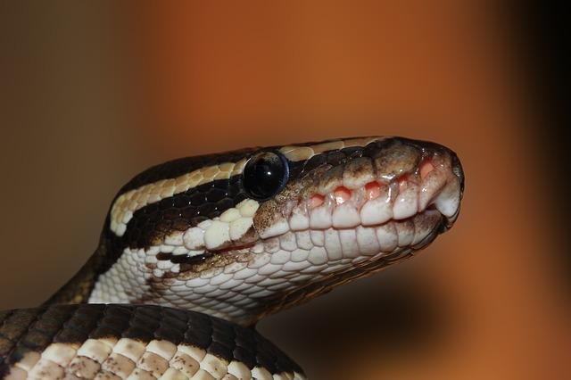 snake_601831_640.jpg