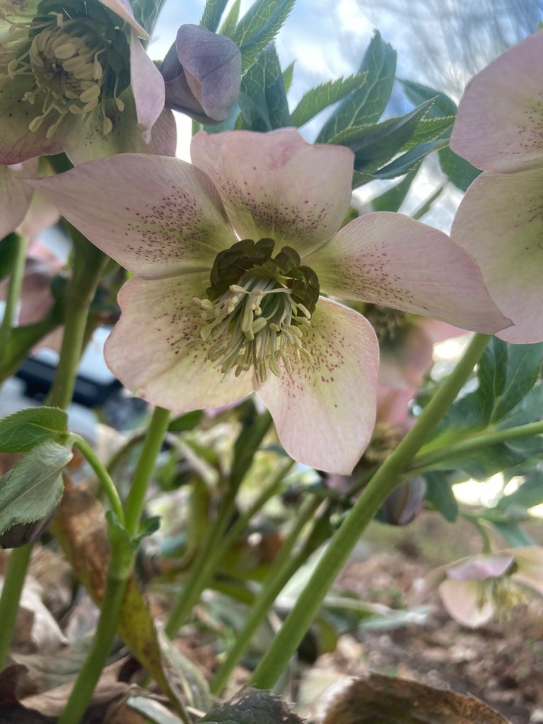 Helleborus orientalis