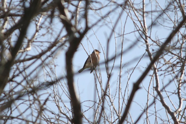 chaffinch_06.jpg