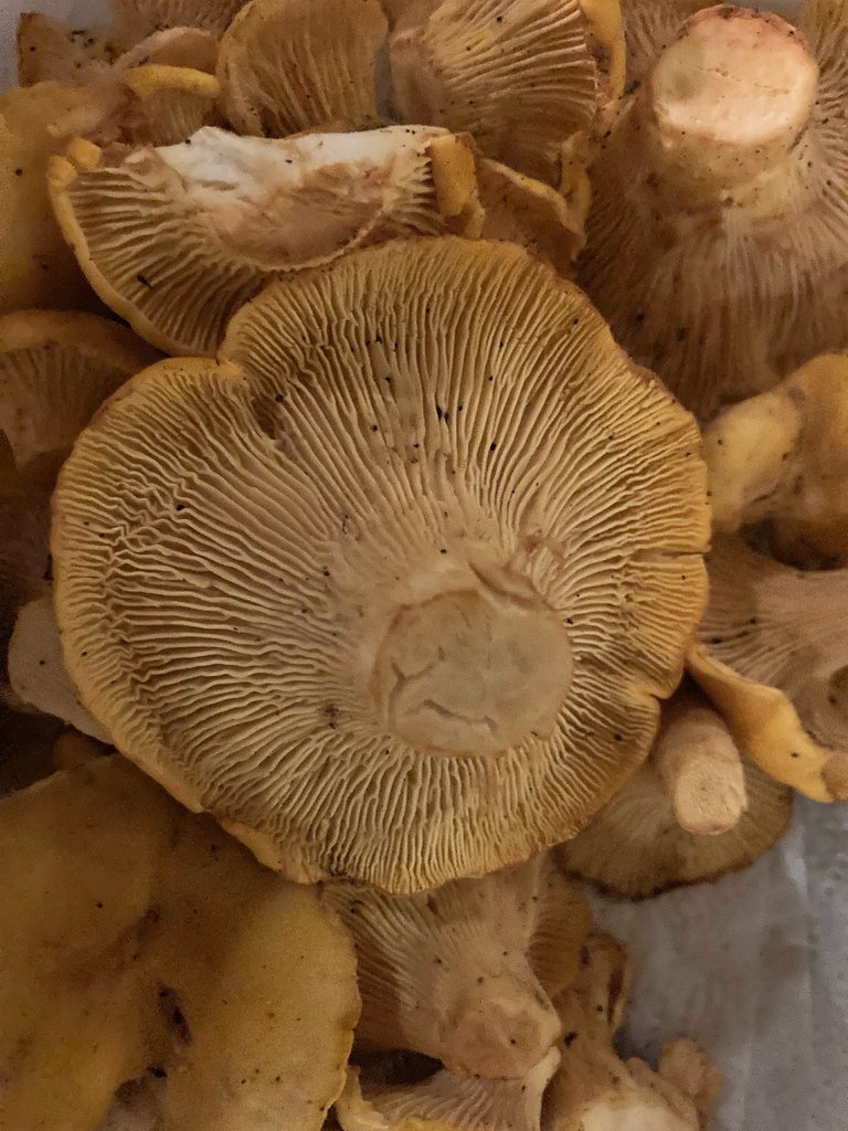 Close up