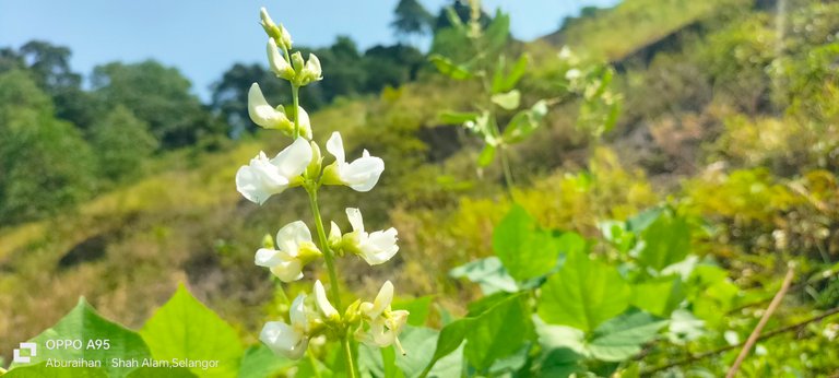 Bean flower photography