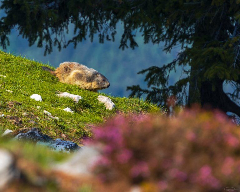 No Sunset, No Sunrise - I loved it - Hike to the Mountain Hochstadel