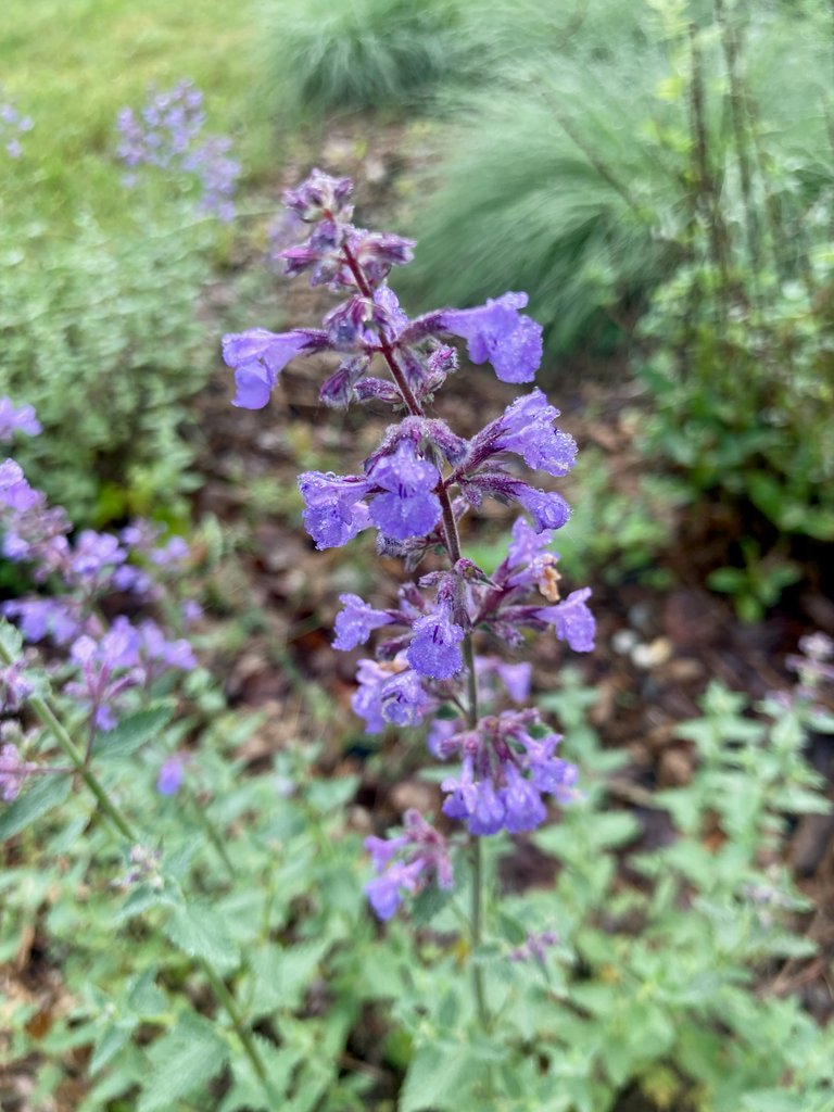 Wet lavender