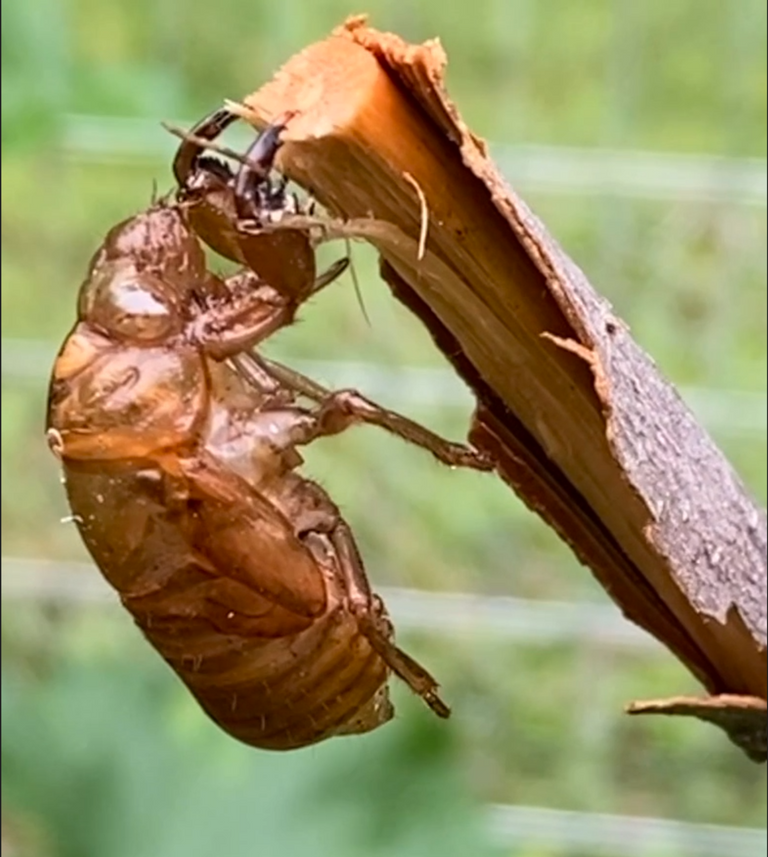 Cicada shell