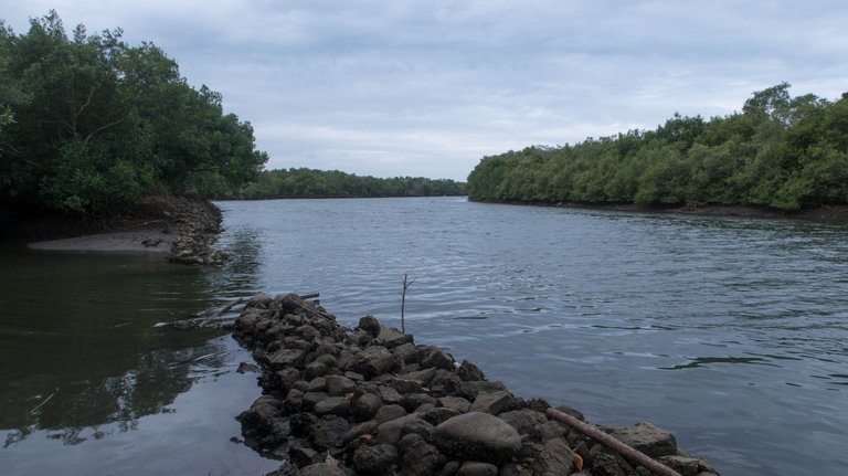 mangrove_walk_13