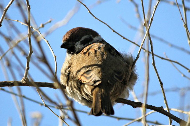 sparrows_04.jpg