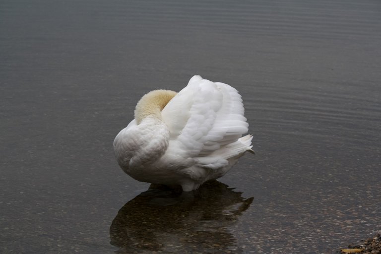 mute_swan_02.jpg