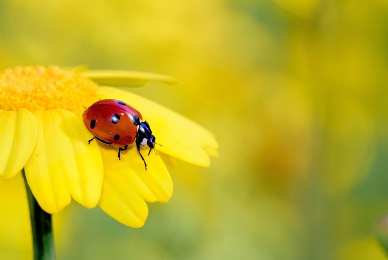 Beneficial animals for the garden, The ladybug