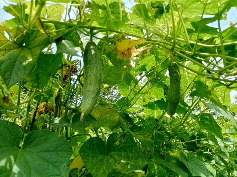 Picture cucumber 2