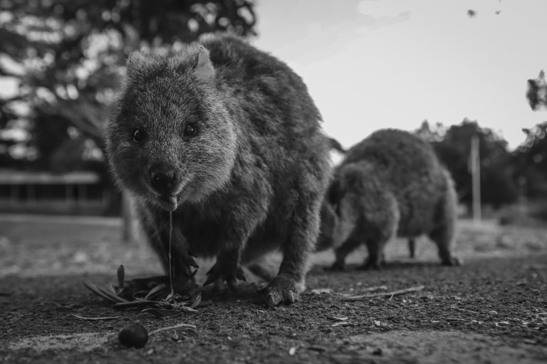 two_quokkas_eating_and_drooling_on_the_road_1.jpg