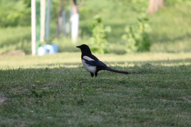 magpie_01.jpg