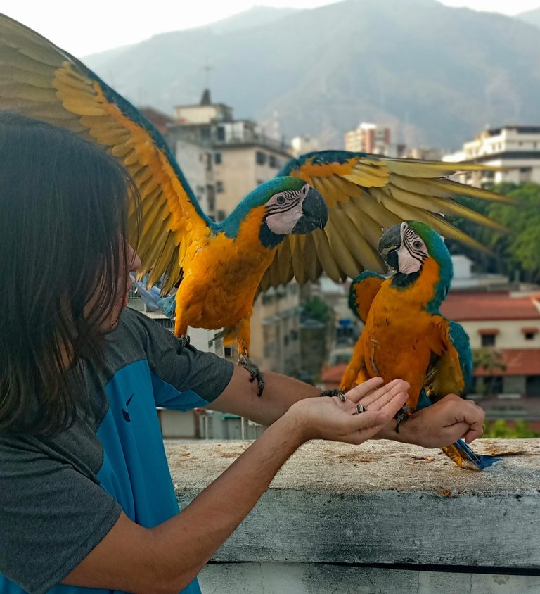 dos_guacamayas_en_mi_brazo.jpg