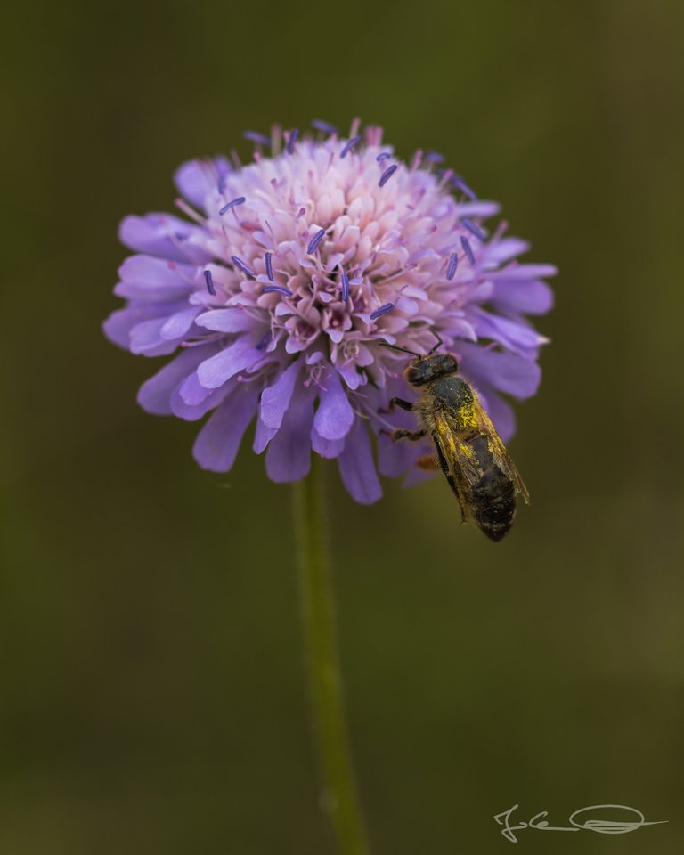 Hive AlphabetHunt Violet Flower