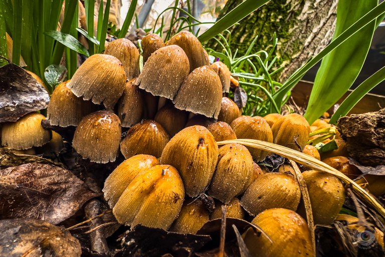 Glistening Inkcap