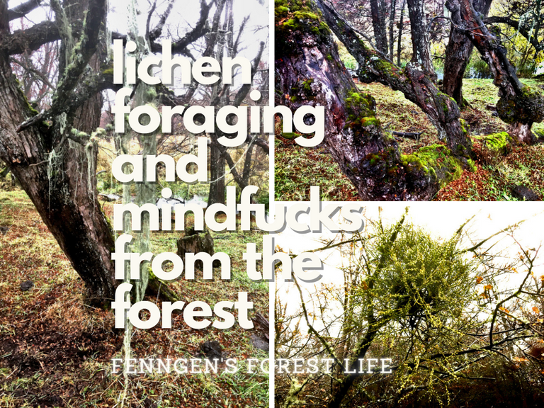 lichen_foraging_and_mindfucks_from_the_forest.png