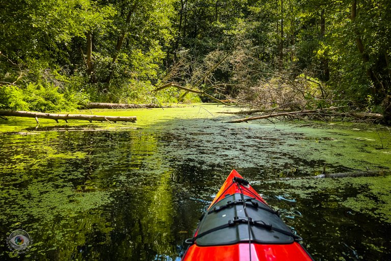 Jungle River Kayaking