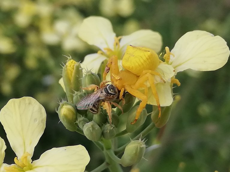 A Fly's Encounter With the Spider