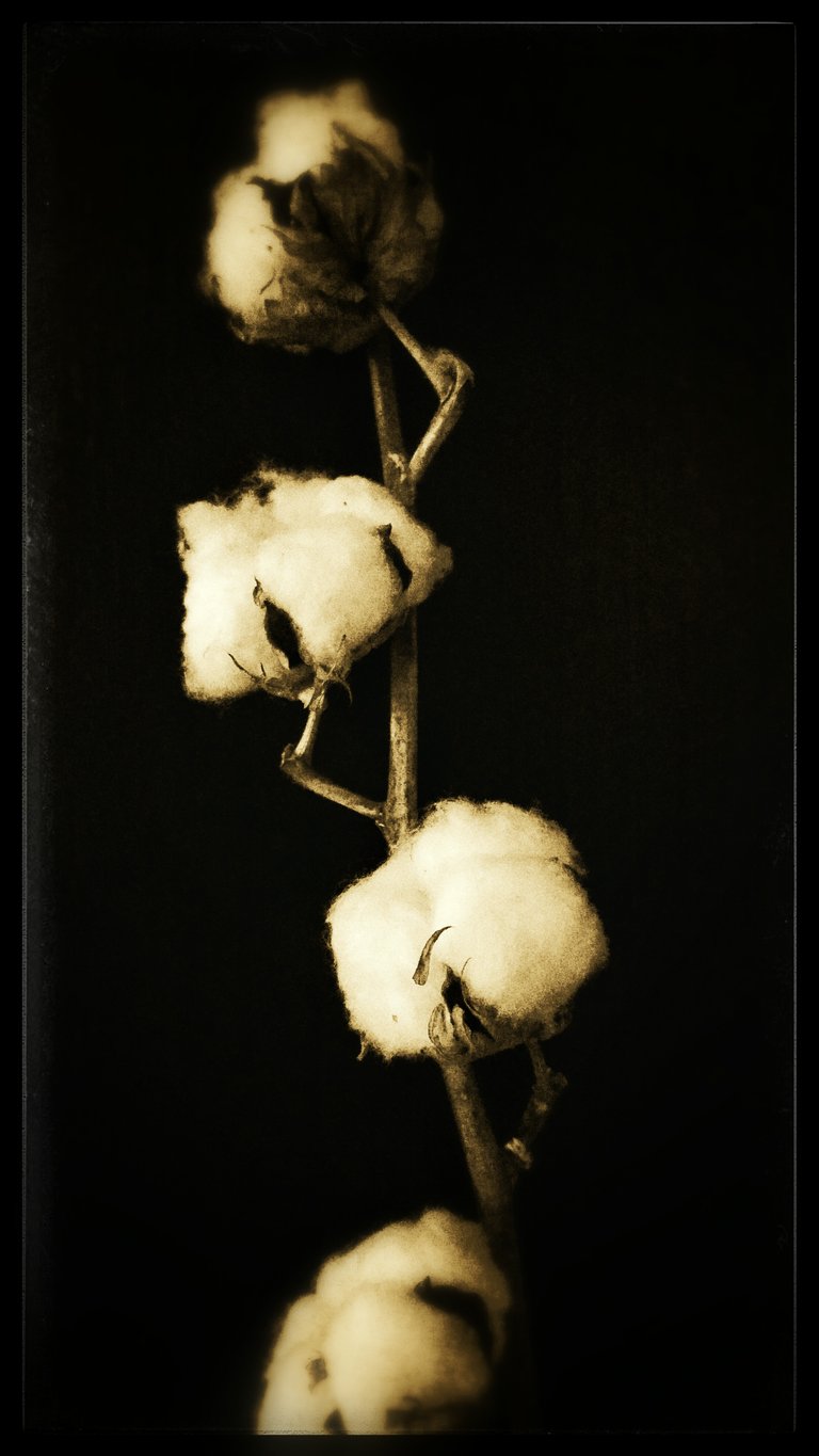 The softness of the cotton flower