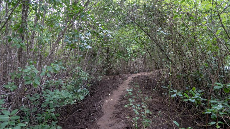 mangrove_walk_7