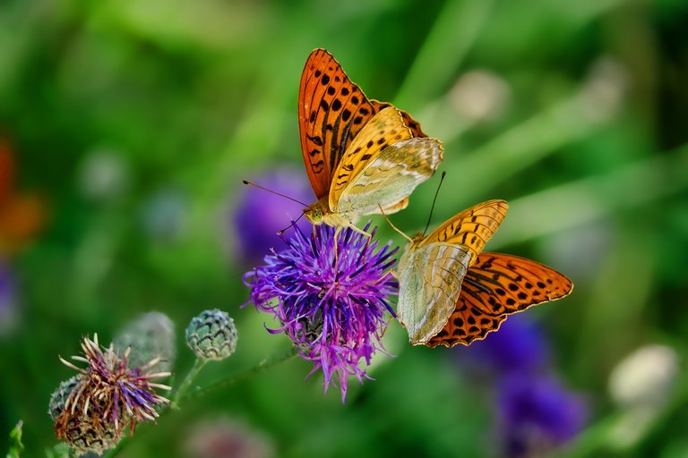 butterflies_3205038_1920.jpg