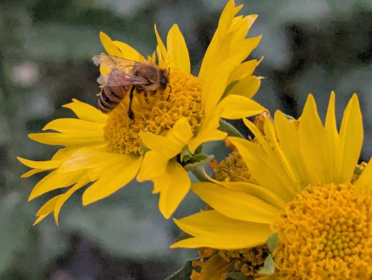 Bee-Friendly Blooms