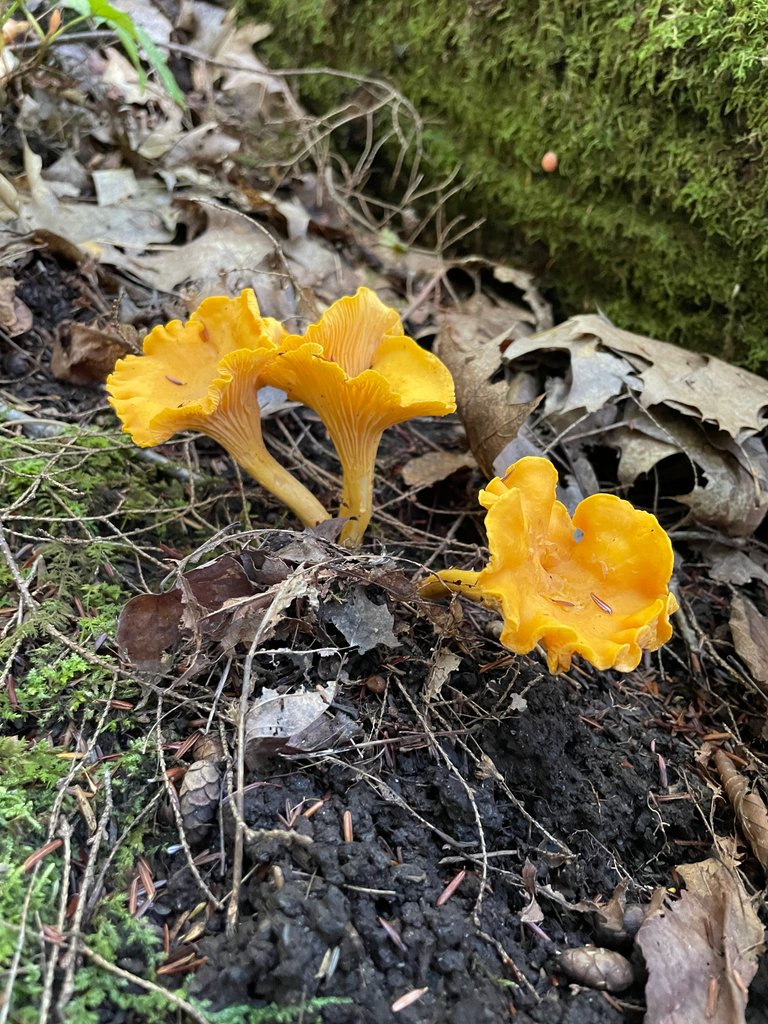 Chanterelles