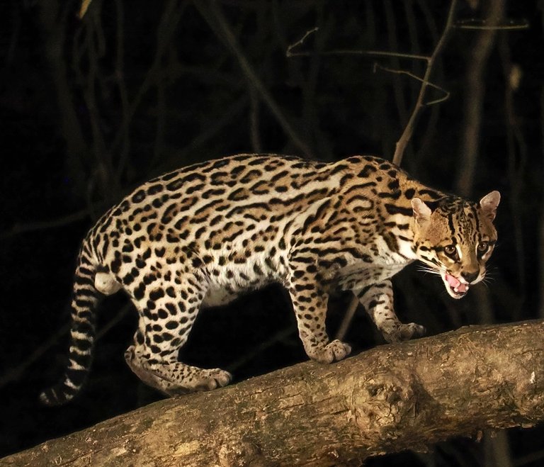 Fuente: https://mexico.inaturalist.org/observations/306086653