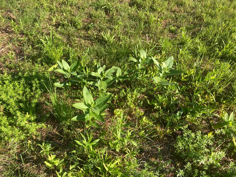 More milk weed