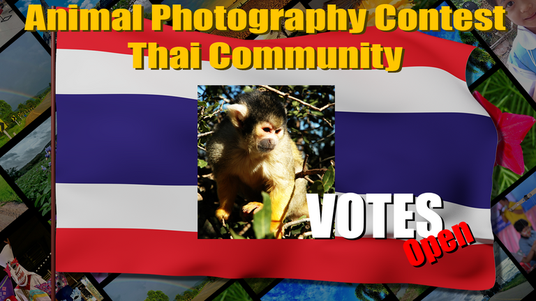 thai_contest_small_vote.png