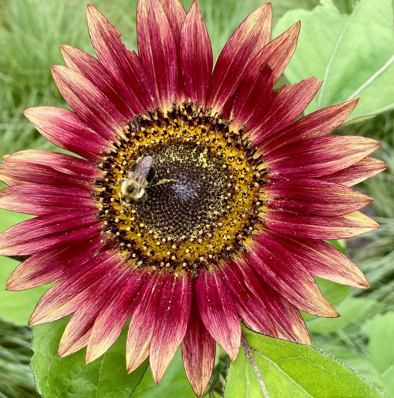 Red sunflower