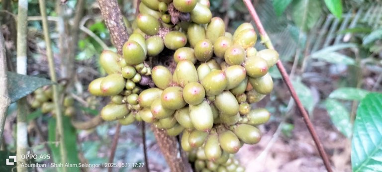 The mysterious fruits of the jungle, an unfamiliar face of nature
