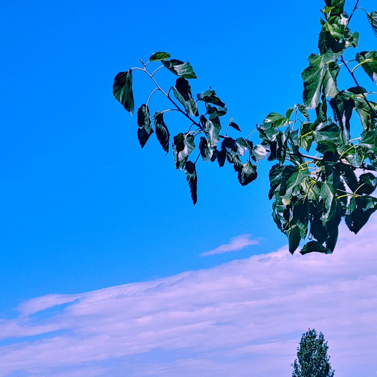 img_0.4385462309838002