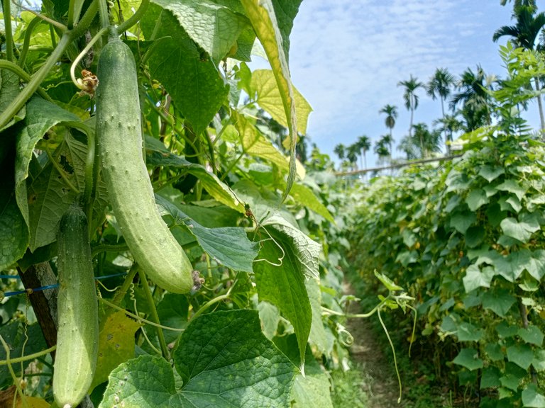 Picture cucumber 3.