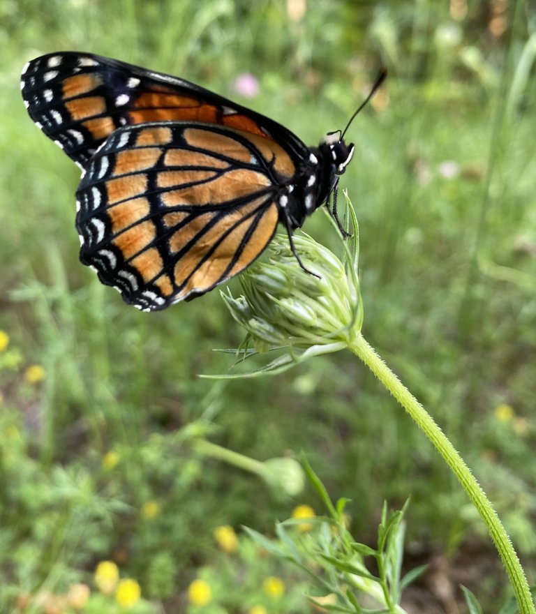 Monarch butterfly