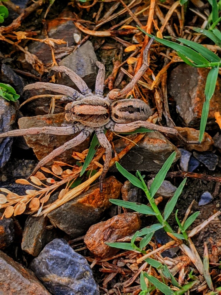 Spider Under the Lense