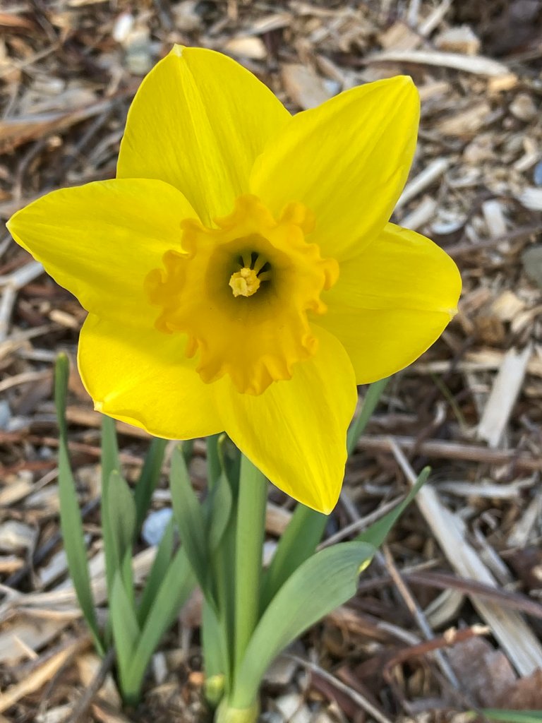 Daffodil