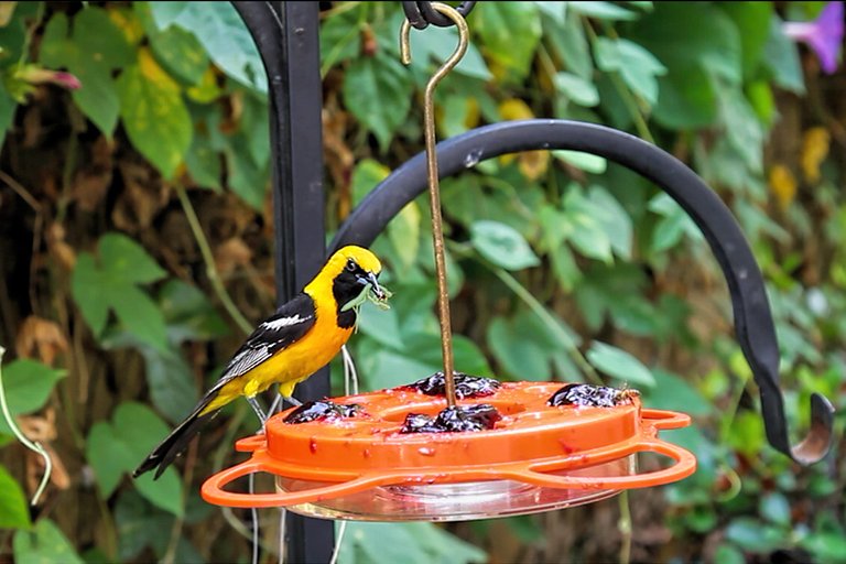 oriole_and_insect.jpg