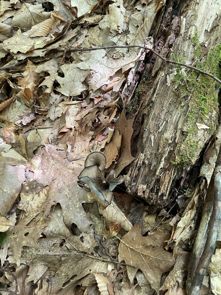 Black trumpets on log