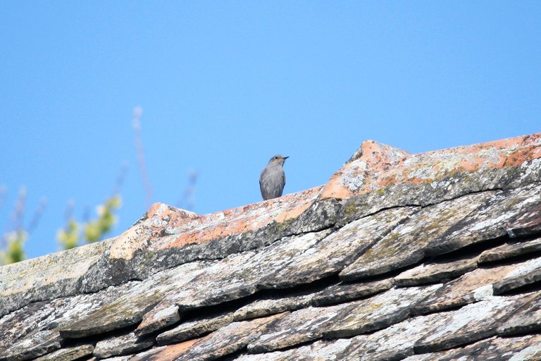 black_redstart_01.jpg