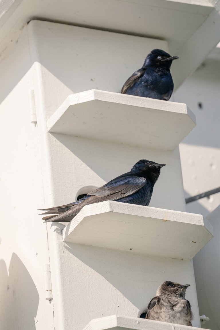 Purple Martins