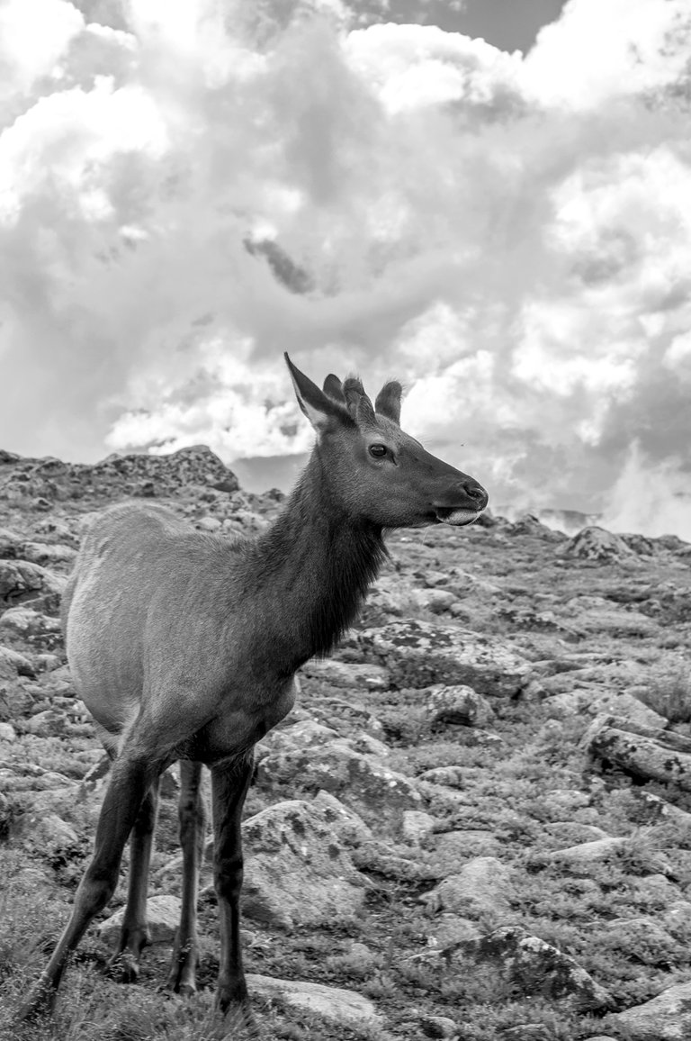 elk_in_bw.jpg