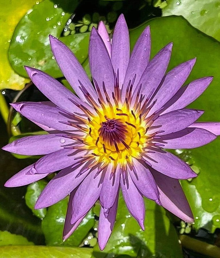 flower_156u.jpg