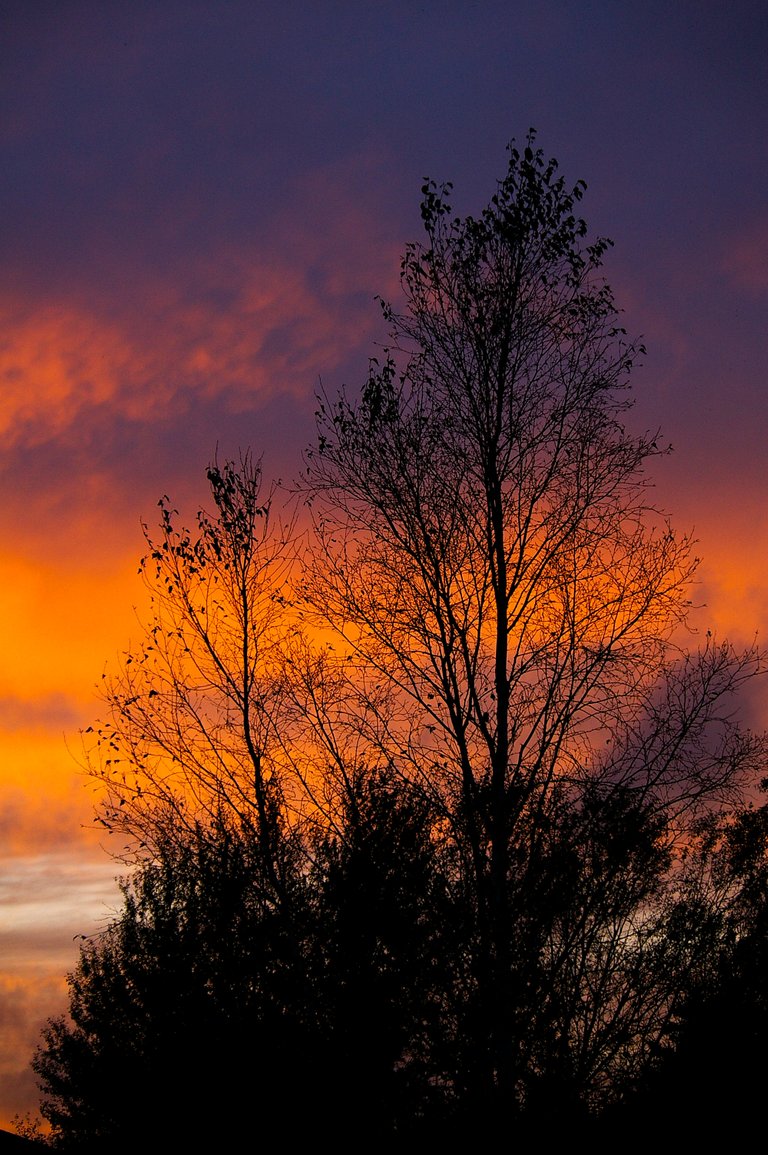 lacy_tree_silhouettes.jpg