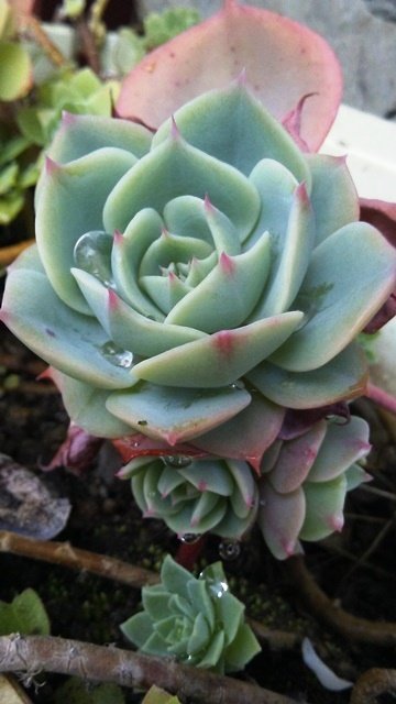 echeveria-art-orig-2